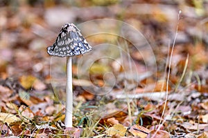 Black and white mushroom in the autumn leaves