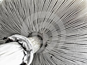 Black and white mushroom cap bottom side