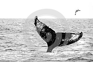 Black and white nature art, whale and gull.  Humpback whale, Megaptera novaeangliae, tail caudal fin of baleen whale in the sea photo