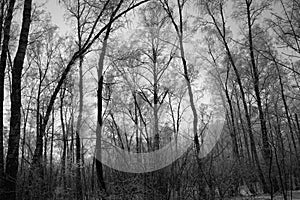 Black and white nature background. Winter landscape. Silhouettes of trees against the sky. Snow.