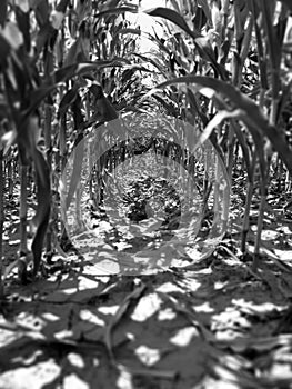 Black and white Nature tunel shadows photo