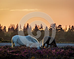 Black and white new forest ponies grazing in the purple heather