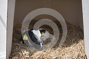 Black and white newborn calf in straw on dutch farm in holland