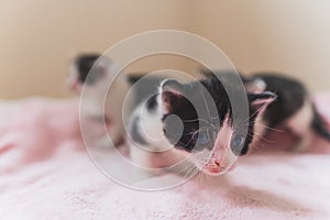 Black and white newborn kitten sniffing camera