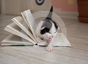 Black and white newborn kitten walks on the open book and meows