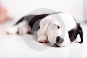 Black and white newborn lazy relaxed Corgi puppy Lies down on the wooden floor for sleeping, dog shudders in sleep photo