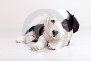 Black and white newborn lazy relaxed Corgi puppy Lies down on the wooden floor for sleeping, dog shudders in sleep photo