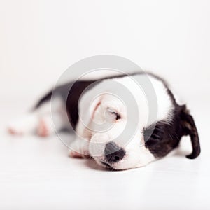 Black and white newborn lazy relaxed Corgi puppy Lies down on the wooden floor for sleeping, dog shudders in sleep photo