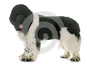 Black and white newfoundland dog