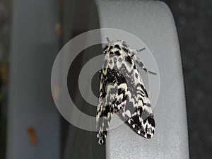 Black white night falter butterfly moth