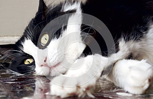 En blanco y negro noruego Bosque gato acostada abajo sobre el piso 