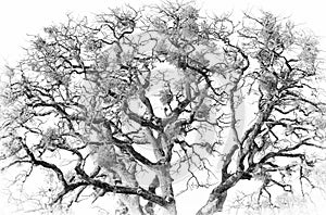 Black and white of a Oak Tree