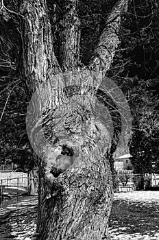Black and white old knarled tree