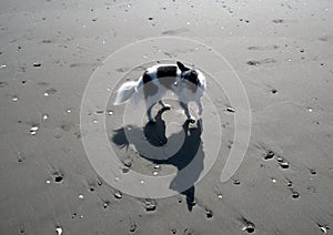 Black and white old papillon casting shadows on  sandy beach in Westport