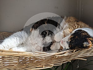 A Black, White and Orange Calico Cat sleeping in a basket