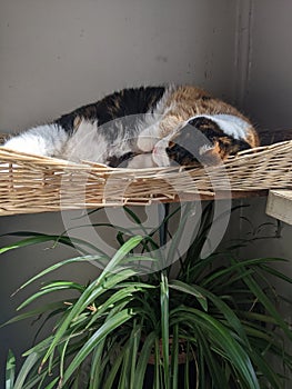 A Black, White and Orange Calico Cat sleeping in a basket