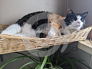 A Black, White and Orange Calico Cat sleeping in a basket