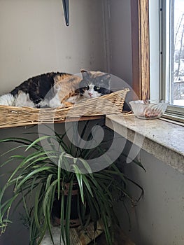 A Black, White and Orange Calico Cat sleeping in a basket