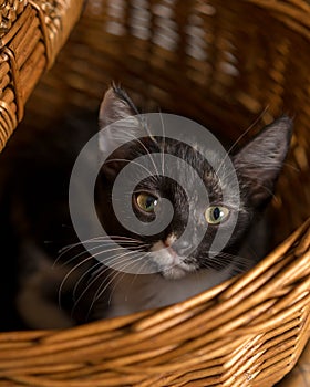 Black, white, and orange kitten lying in picnic basket