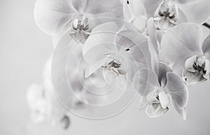 black and white  orchid flowers on gray background with copy space-3.NEF