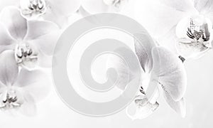 black and white  orchid flowers on gray background with copy space-3.NEF