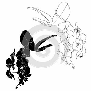 Black and white orchids branches with leaves. Orchid phalaenopsis flowers branch isolated on white background.