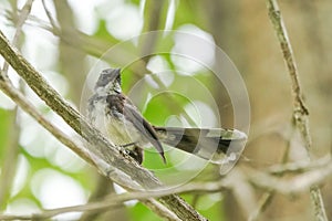 A black & white oriental magpie robin catching on a tree