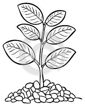 Black and white outline of a plant with leaves and stones