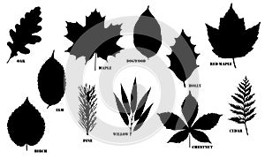 Black and White Outlined Leaf Vector Design