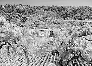 Napa Valley vineyard, black and white