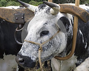 Black and White Ox with Antique Wooden Yoke