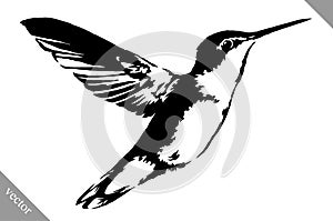 Black and white paint draw eagle hummingbird vector illustration