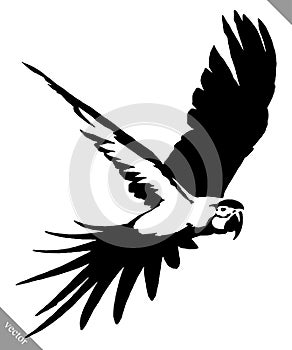 Black and white paint draw parrot bird vector illustration