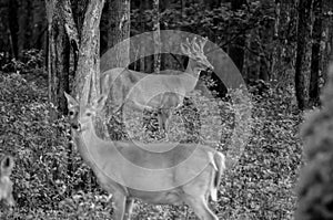 Black and White Pair of Whitetail Deer
