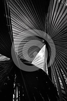 Black and white palm tree leaves against natural background. Vertcial image