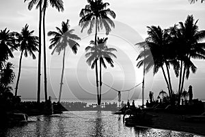 Black and white palm trees silhouettes on tropical beach. Nature.