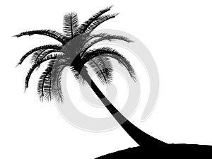 Black on white palmtree palm tree