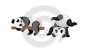 Black and White Panda Bear or Giant Panda with Patches Around its Eyes and Ears Lying on Tree Branch Vector Set