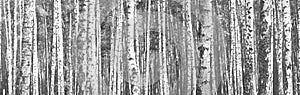 Black and white panorama with birches in retro style.