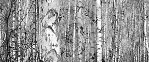 Black and white panorama with birches in retro style