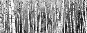 Black and white panorama with birches in retro style