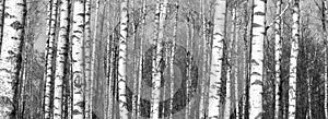 Black and white panorama with birches in retro style