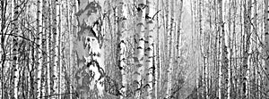 Black and white panorama with birches in retro style