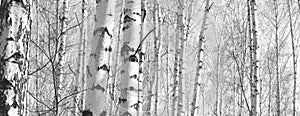 Black and white panorama with birches in retro style