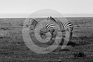 Black and white panoramic view of two Zebras standing in bush  inside Ngorongoro crater in Tanzania.