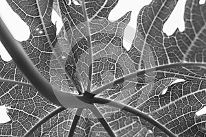 Black and white papaya leaves pattern texture and background