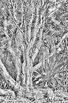 Black and White Paperbark Tree