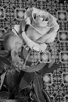 black & white partial bloom rose