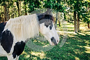 A black and white patched horse in a field in the summer