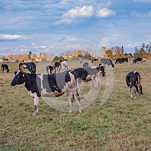 Black with white patches cow, on a slightly blurred background herd of cows grazing on a field with green grass, autumn day